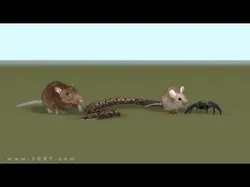 3DRT - Birds and Critters Low-poly 3D model