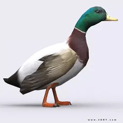 3DRT - Duck Low-poly 3D model