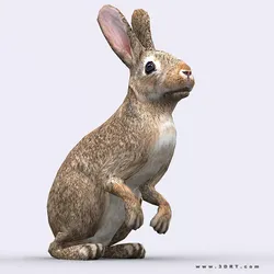 3DRT - Hare Low-poly 3D model