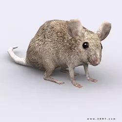 3DRT - Mouse Low-poly 3D model