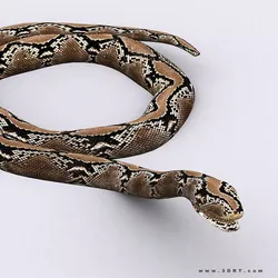 3DRT - Snake Low-poly 3D model