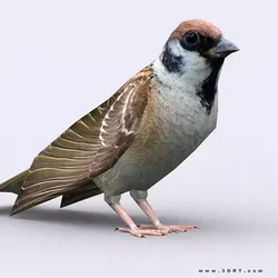 3DRT - Sparrow Low-poly 3D model