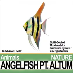 Angelfish Pt Altum 3D model