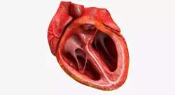 Animated Realistic Human Heart - Medically Accurate Low-poly 3D model