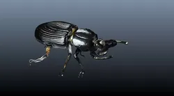 black beetle 3D model