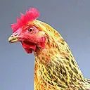 Chicken rigged and animated Low-poly 3D model