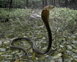 Cobra Rigged  Animated and Textured Low-poly 3D model