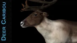 Deer Caribou Low-poly 3D model
