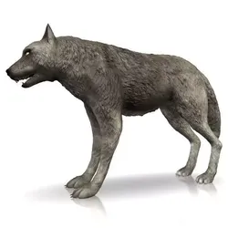 Detailed grey wolf Low-poly 3D model