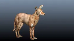 ethiopian wolf  3D model