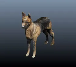 german shepard 3D model