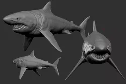 Great White Shark Low-poly 3D model