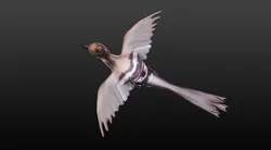 hoopie bird 3D model