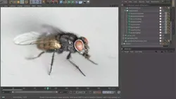 Housefly rigged and animated for Cinema 4d 3D model
