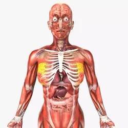 Human Female Anatomy 3D model
