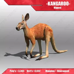 Kangaroo 3D model