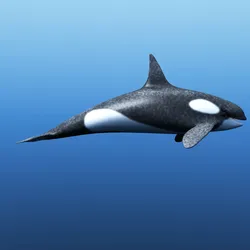 Killer Whale 3D model