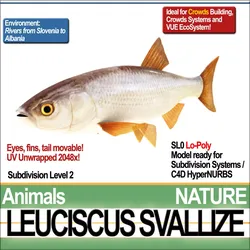 Leuciscus Svallize 3D model