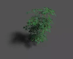 low poly forest tree 1 Low-poly 3D model