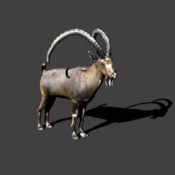 nubian ibex 3D model