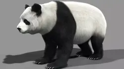 Panda A bear 3D model