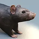 Rat Rigged and Animated Low-poly 3D model