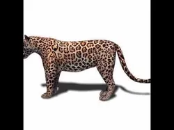 Realistic Jaguar - no fur 3d model 3D model