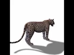 Realistic Leopard no fur - 3d model 3D model