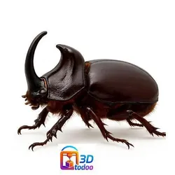 Rhinoceros beetle