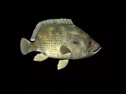 Rock Bass fish Low-poly 3D model