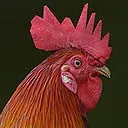 Rooster rigged animated and textured Low-poly 3D model