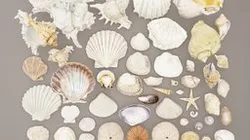 Sea and Ground Shells Pack