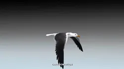 Seagull  - Animated Low-poly 3D model