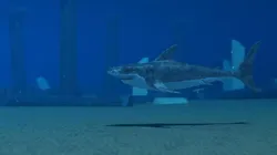Shark Temple 3D model