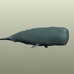 Sperm Whale 3D Model