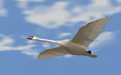 Swans swan flying in sky Low-poly 3D model