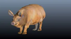 The hog pig 3D model