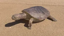 Turtle 3D model