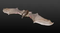 VAMPIRE BAT  3D model