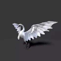 white swan  3D model