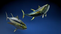 Yellowfin Tuna Fish Low-poly 3D model