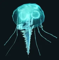 Animated Jellyfish Low-poly 3D model