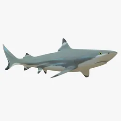 Blacktip Reef Shark Low-poly 3D model