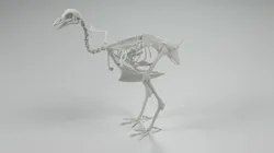 Chicken Skeleton 3D model