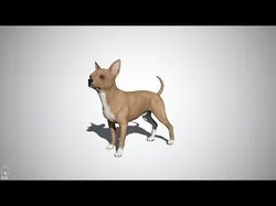 Chihuahua Real-Time Low-poly 3D model