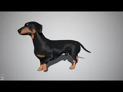 Dachshund Real-Time Low-poly 3D model