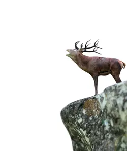 deer 3d 3D model