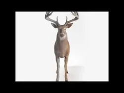 Deer Rigged Low-poly 3D model