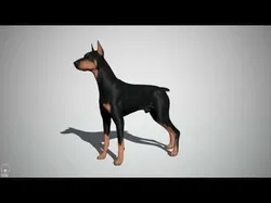 Doberman Real-Time Low-poly 3D model