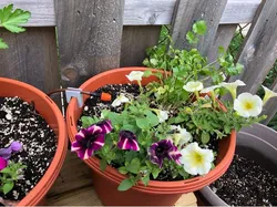 Drip Irrigation Pot Clip